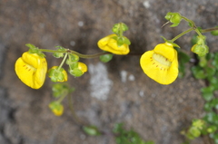 Calceolaria tenella