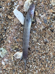 Gobionellus oceanicus