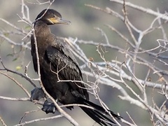 Nannopterum brasilianum