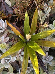 Celmisia spectabilis