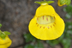 Calceolaria tenella