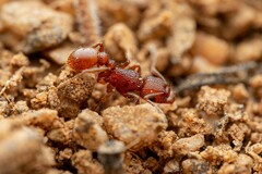 Tetramorium hispidum