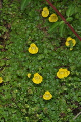 Calceolaria tenella