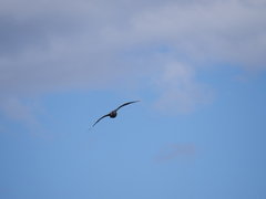 Stercorarius chilensis