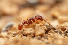 Tetramorium hispidum