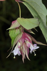 Leycesteria formosa