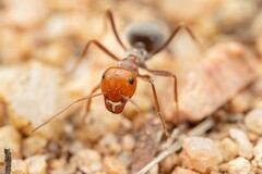 Myrmecocystus placodops
