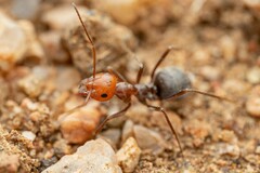 Myrmecocystus placodops