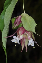 Leycesteria formosa