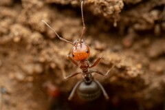 Myrmecocystus placodops
