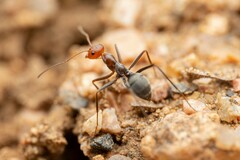 Myrmecocystus placodops