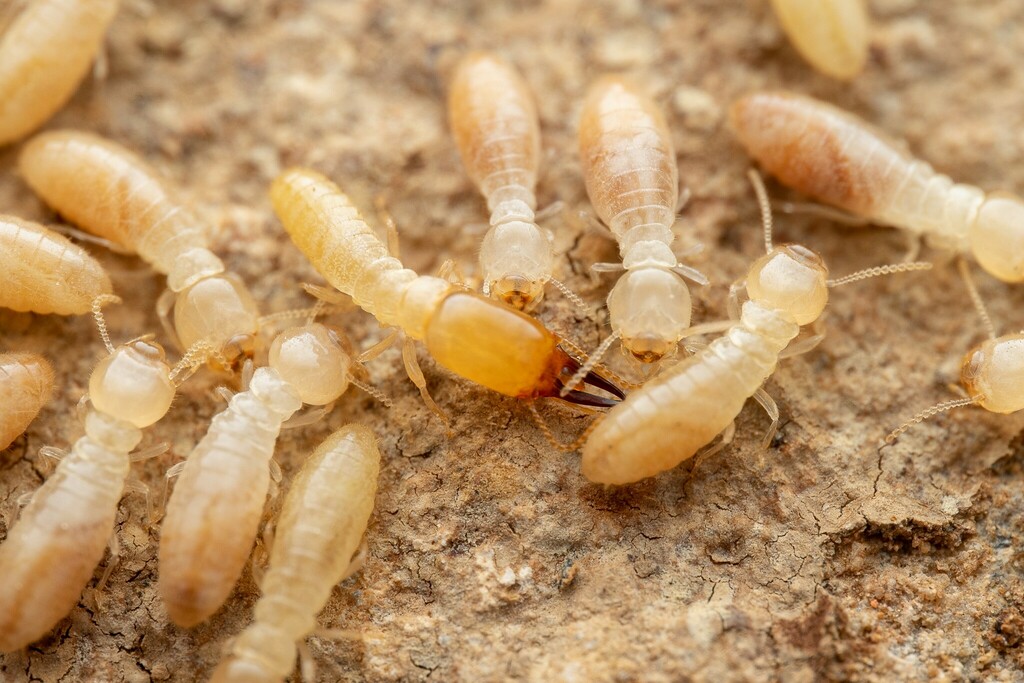 Desert Subterranean Termite