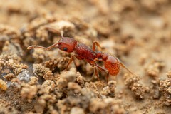 Tetramorium hispidum