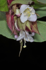Leycesteria formosa