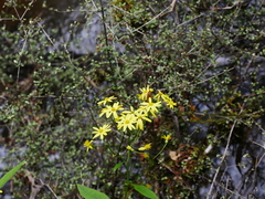 Senecio rufiglandulosus