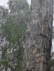 Climacteris picumnus