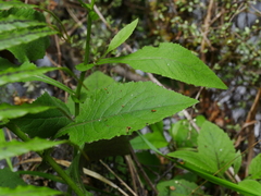 Senecio rufiglandulosus