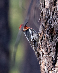 Sphyrapicus ruber × nuchalis