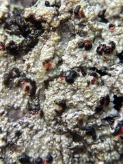 Mycoblastus sanguinarius