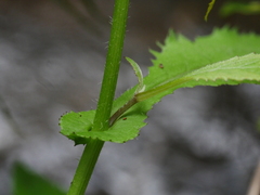 Senecio rufiglandulosus
