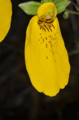 Calceolaria crenatiflora