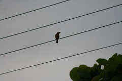 Piranga rubra