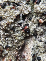 Mycoblastus sanguinarius