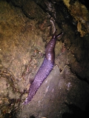 Limax