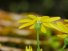 Senecio rufiglandulosus