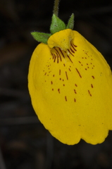 Calceolaria crenatiflora