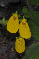 Calceolaria crenatiflora