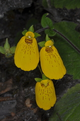 Calceolaria crenatiflora