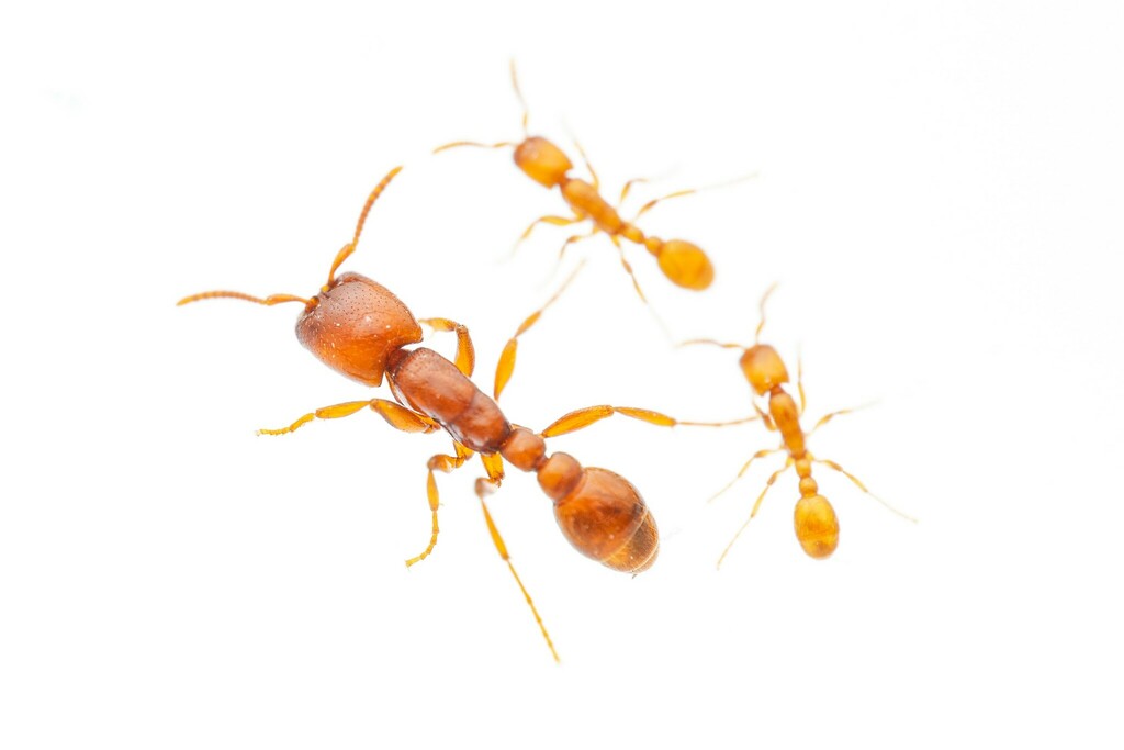 Neivamyrmex leonardi