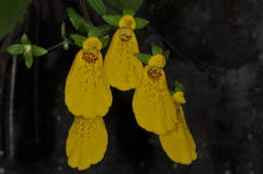 Calceolaria crenatiflora