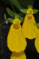 Calceolaria crenatiflora