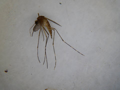 Aedes canadensis