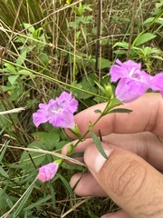 Agalinis purpurea