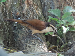 Campylorhynchus chiapensis