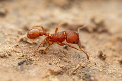 Pogonomyrmex pima