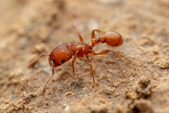 Pogonomyrmex pima
