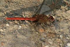 Erythemis mithroides