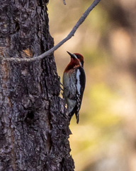 Sphyrapicus ruber × nuchalis