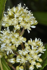 Caldcluvia paniculata
