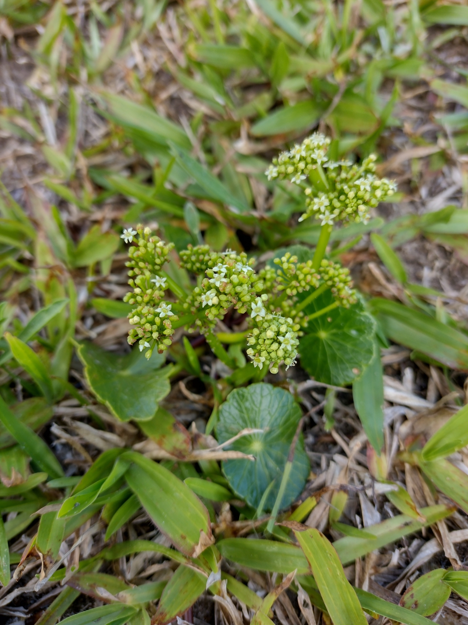 Hydrocotyle bonariensis