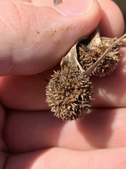 Cyperus blepharoleptos