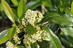 Caldcluvia paniculata