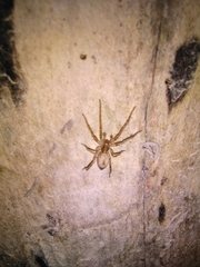 Anyphaena accentuata