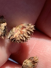 Cyperus blepharoleptos