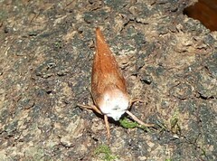 Cryptophasa rubescens