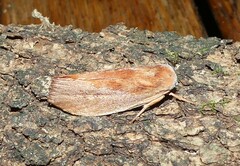 Cryptophasa rubescens